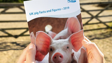 UK pig facts and figures – 2019